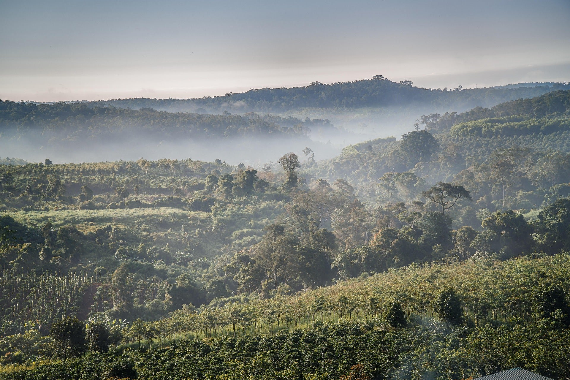 Misty coffee farms in Vietnam's Central Highlands at dawn